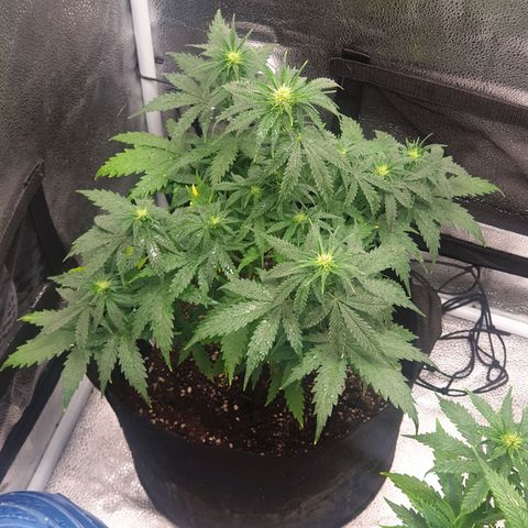 Lemon Kix  #1 growlog timeline photo
