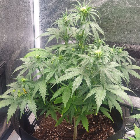 Lemon Kix  #1 growlog timeline photo