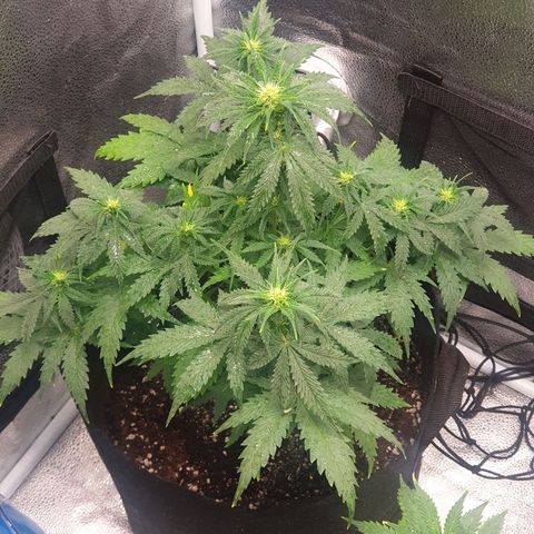 Lemon Kix  #1 growlog timeline photo