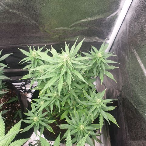 Rhino Ryder growlog timeline photo