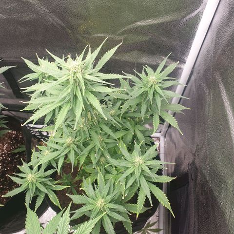 Rhino Ryder growlog timeline photo