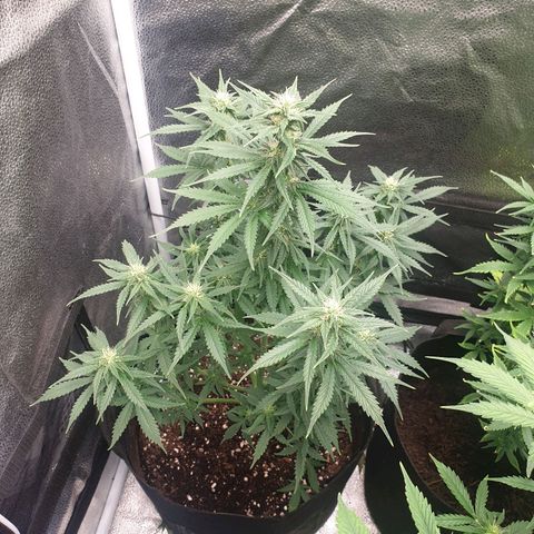 Lemon Kix  #1 growlog timeline photo