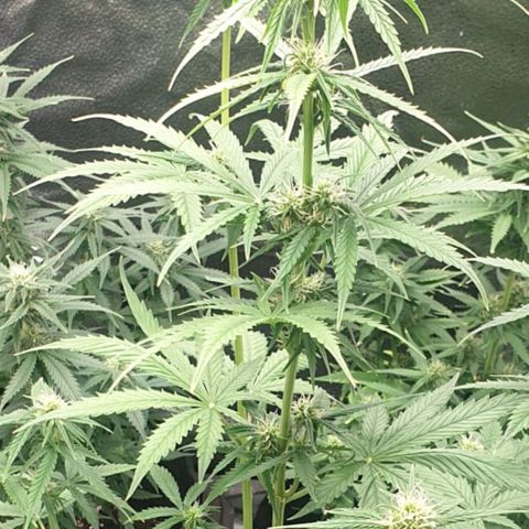 Lemon Kix  #2 growlog timeline photo