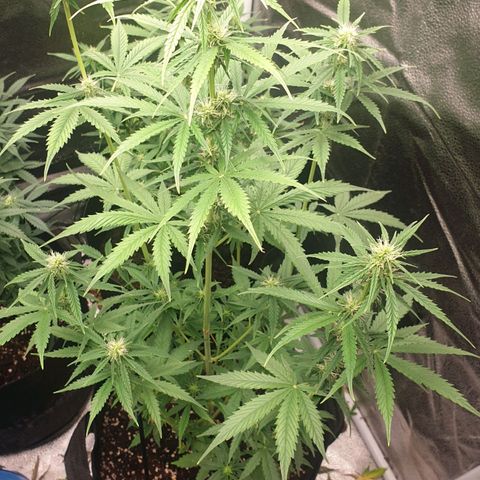Lemon Kix  #2 growlog timeline photo