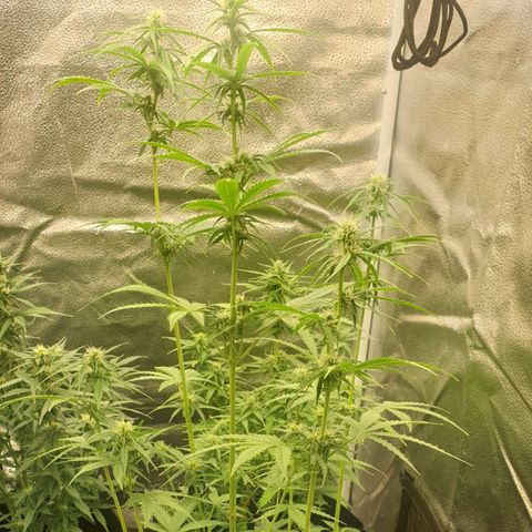 Lemon Kix  #2 growlog timeline photo