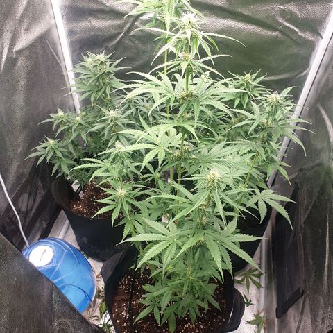 Lemon Kix  #2 growlog timeline photo