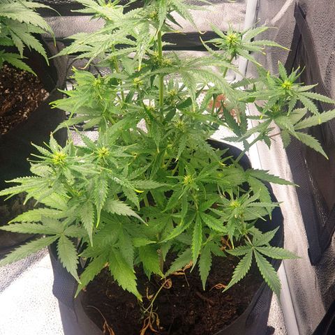 Rhino Ryder growlog timeline photo