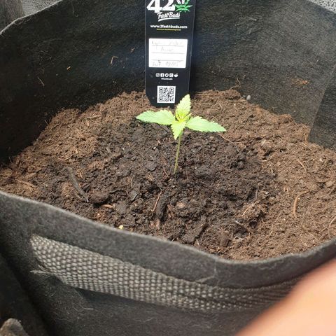 Rhino Ryder growlog timeline photo