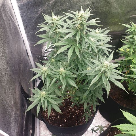 Lemon Kix  #1 growlog timeline photo