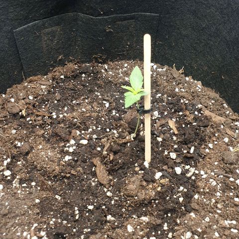 Lemon Kix  #2 growlog timeline photo