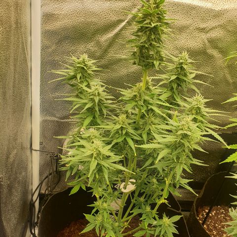 Rhino Ryder growlog timeline photo