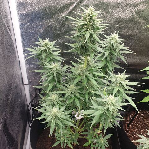Rhino Ryder growlog timeline photo