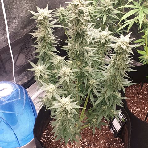 Lemon Kix  #1 growlog timeline photo