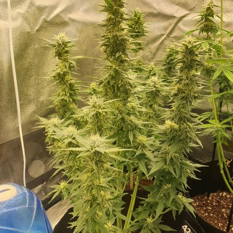 Lemon Kix  #1 growlog timeline photo
