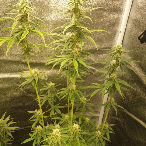 Lemon Kix  #2 growlog timeline photo