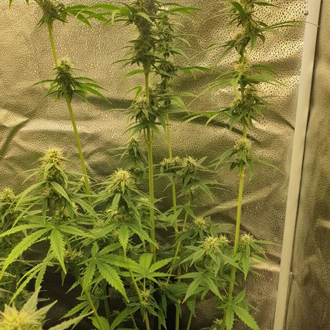 Lemon Kix  #2 growlog timeline photo