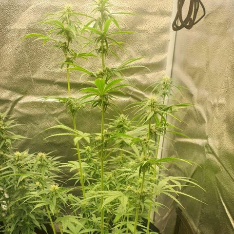 Lemon Kix  #2 growlog timeline photo