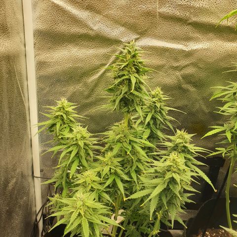 Rhino Ryder growlog timeline photo