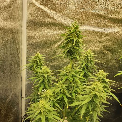 Rhino Ryder growlog timeline photo