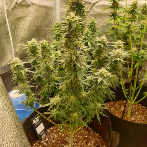 Lemon Kix  #1 growlog timeline photo