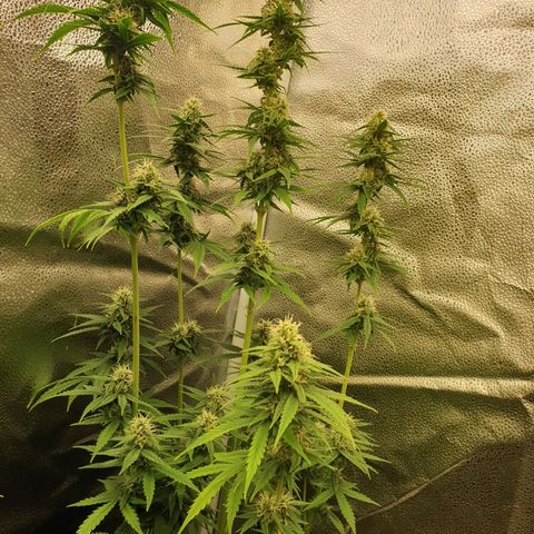 Lemon Kix  #2 growlog timeline photo