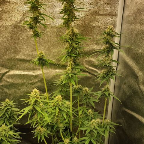Lemon Kix  #2 growlog timeline photo