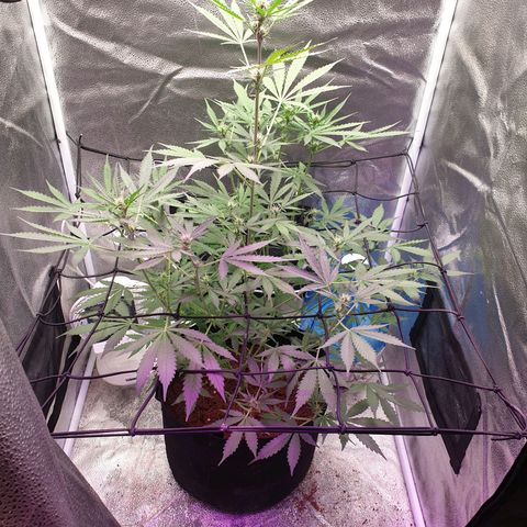 Killer Kush F1 Fast Version #1 growlog timeline photo