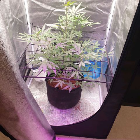 Killer Kush F1 Fast Version #1 growlog timeline photo