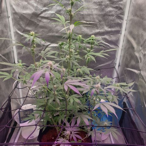 Killer Kush F1 Fast Version #1 growlog timeline photo