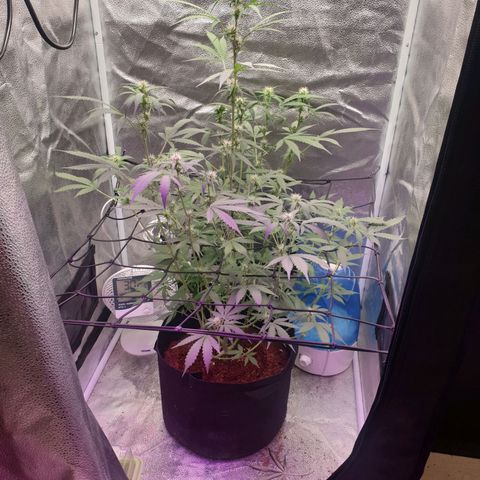 Killer Kush F1 Fast Version #1 growlog timeline photo