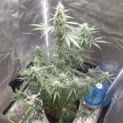 Killer Kush F1 Fast Version #1 growlog timeline photo