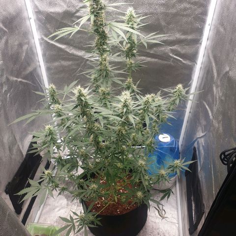 Killer Kush F1 Fast Version #1 growlog timeline photo