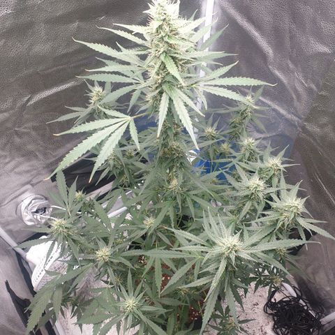 Killer Kush F1 Fast Version #1 growlog timeline photo