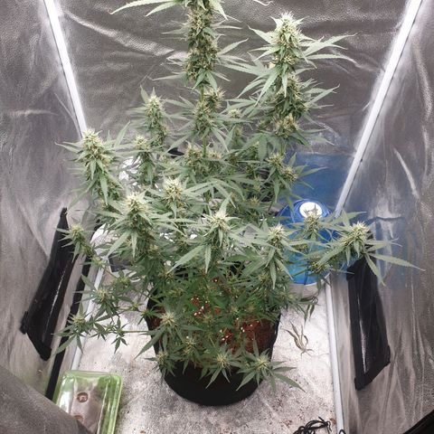 Killer Kush F1 Fast Version #1 growlog timeline photo