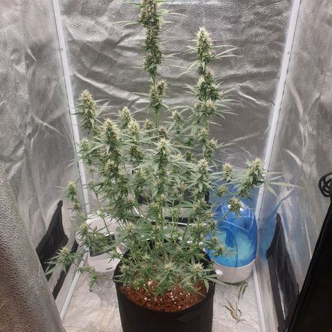 Killer Kush F1 Fast Version #1 growlog timeline photo