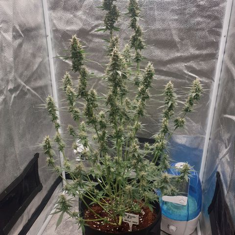 Killer Kush F1 Fast Version #1 growlog timeline photo
