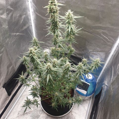 Killer Kush F1 Fast Version #1 growlog timeline photo