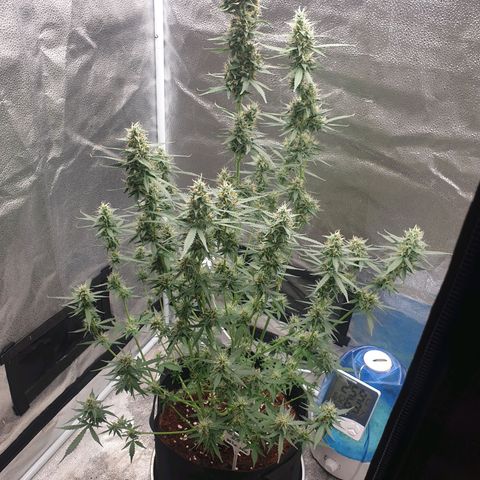 Killer Kush F1 Fast Version #1 growlog timeline photo