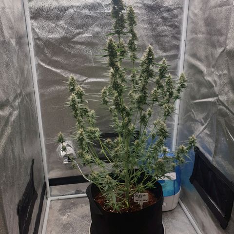 Killer Kush F1 Fast Version #1 growlog timeline photo