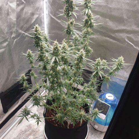 Killer Kush F1 Fast Version #1 growlog timeline photo
