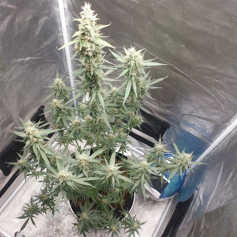 Killer Kush F1 Fast Version #1 growlog photo: Letzte Spülung vor Ernte