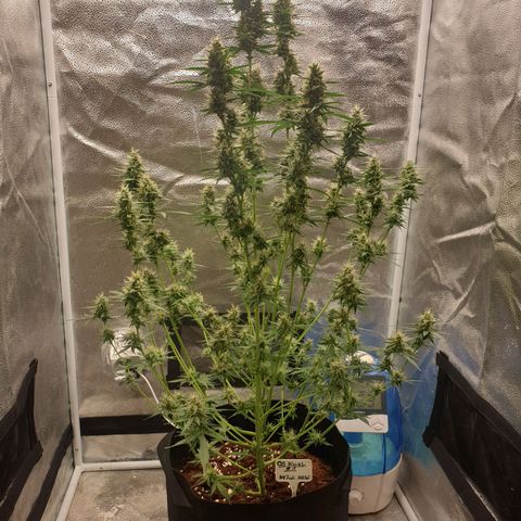 Killer Kush F1 Fast Version #1 growlog photo: Letzte Spülung vor Ernte