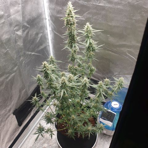 Killer Kush F1 Fast Version #1 growlog photo: Letzte Spülung vor Ernte