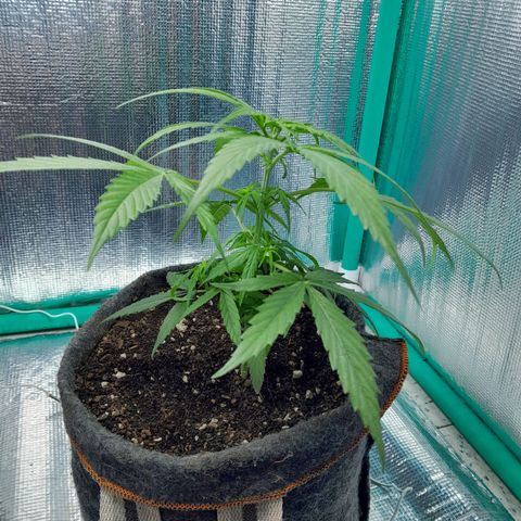 Punto Rojo growlog photo: Pre y post mainlining paso 1
Registro raíces 