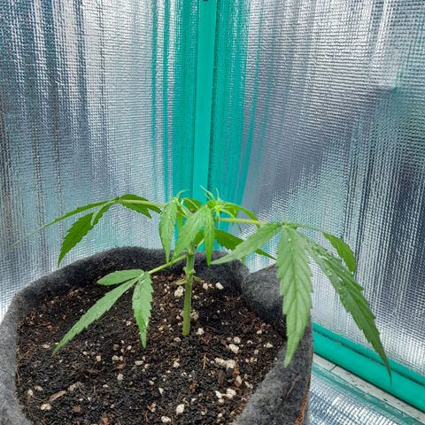 Punto Rojo growlog photo: Pre y post mainlining paso 1
Registro raíces 