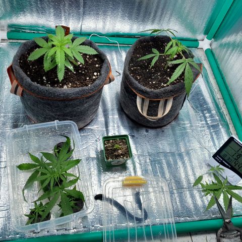 Punto Rojo growlog photo: Pre y post limpieza,  main lining punto r. Y esquejar