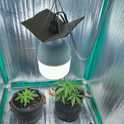 Punto Rojo growlog timeline photo
