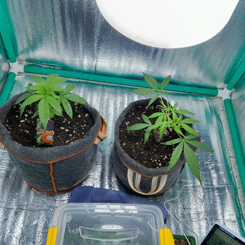Punto Rojo growlog timeline photo