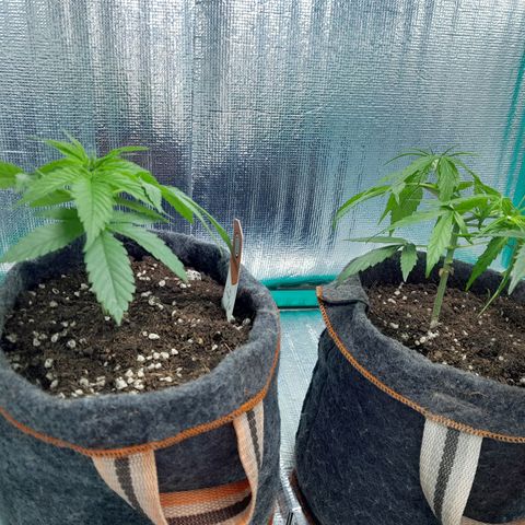 Punto Rojo growlog photo: Antes y después poda critical