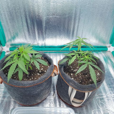 Punto Rojo growlog photo: Antes y después poda critical